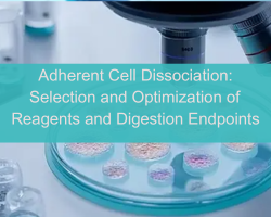 Adherent Cell Dissociation: Selection and Optimization of Reagents and Digestion Endpoints - cover